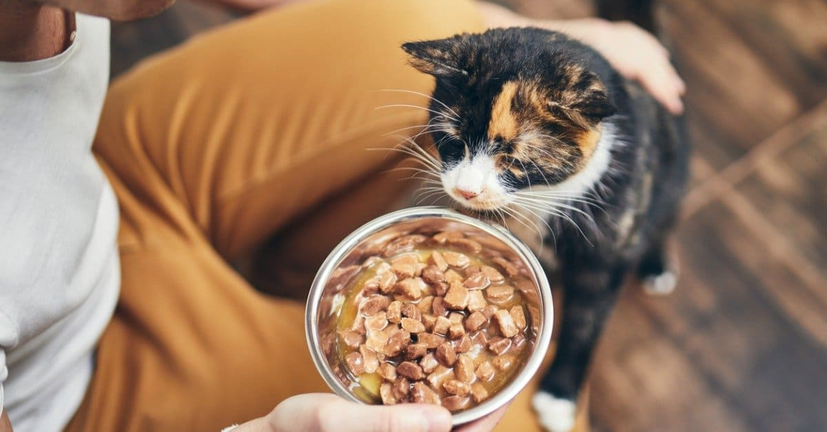 Cat Food you Can Use if I Ran Out