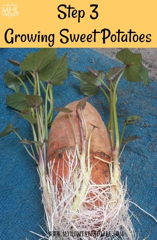 How To Grow Sweet Potatoes In 5 Easy Steps! - My Homestead Life