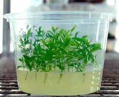 https://blogger.googleusercontent.com/img/b/R29vZ2xl/AVvXsEgCA4QSyB1RbFmF5SOc7h4lBZ4k4jwb7JWTzN-sMeuhcRnWW_2J5DE5wshyphenhyphenODeT0SCcHznWNF_wKUHLu_0aNKfsF_mwTE-gI5fGClHO7MzSYto13JOS69jvU6yO8SGD55x9hnQ6-Bc45yU/s1600/Kultur-Jaringan.jpg