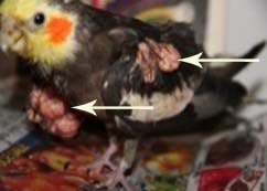 Obese bird with xanthomas and lipomas.