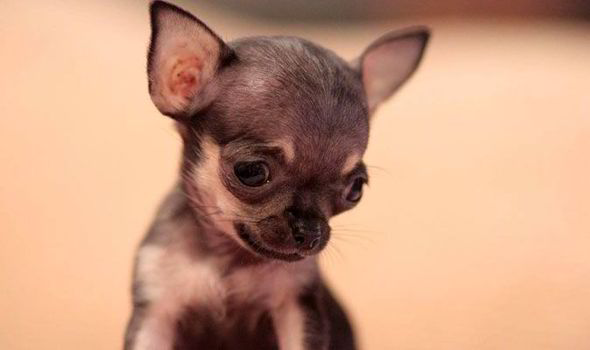 Poppet the Fearless, one of the world's smallest dogs