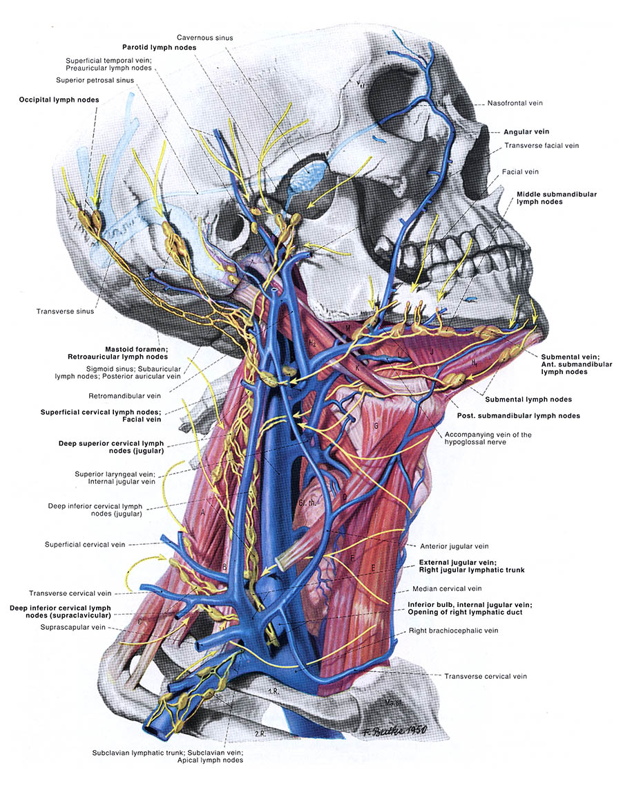 Anatomy of the Neck, Transverse Cervical Vein, sexual turn-on