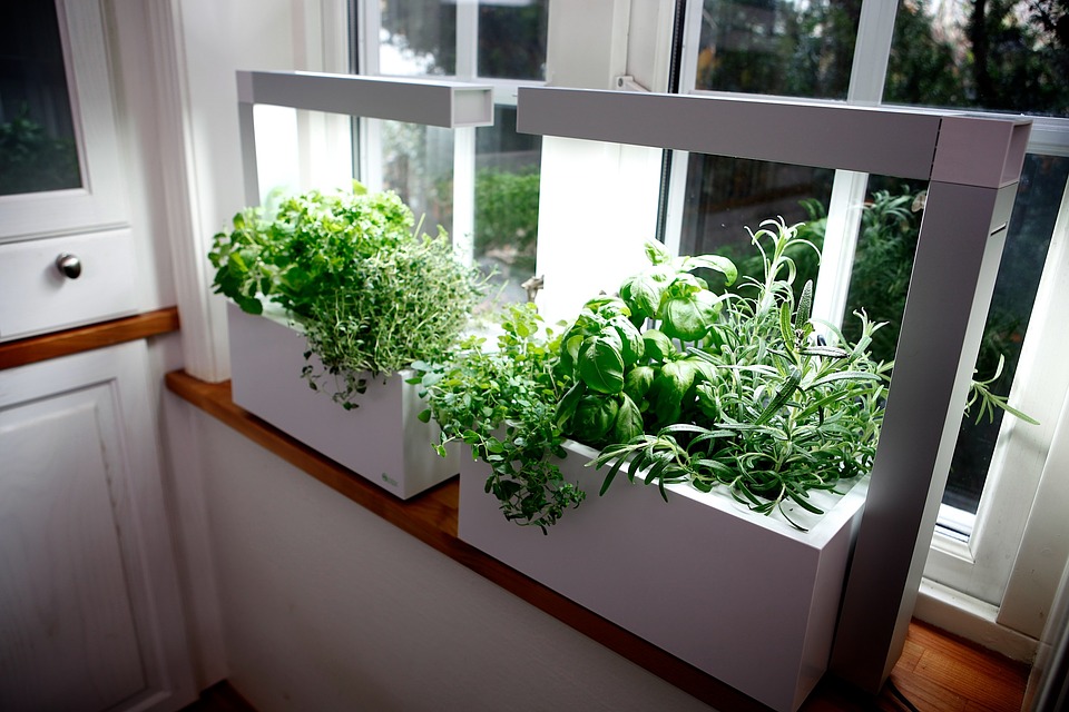 Herb, Growing Herbs, Hydro System, Gift, Conservatory