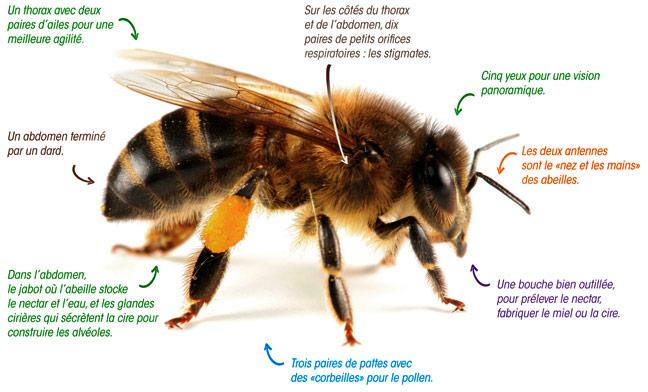 abeille anatomie.jpg