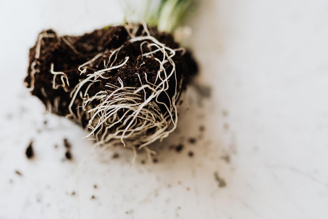 A close-up of a plant with roots

Description automatically generated with low confidence