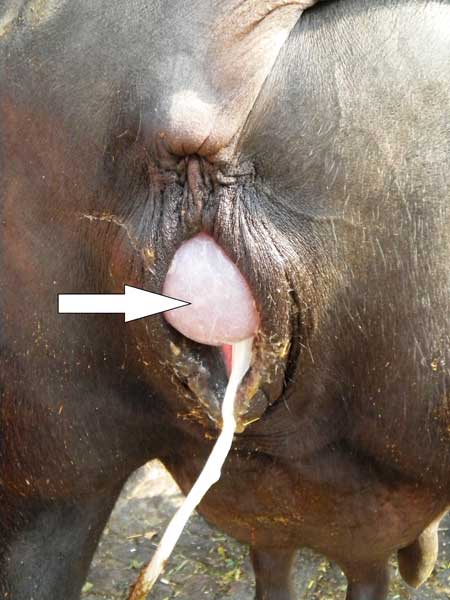 Eventos secuenciales durante el parto en búfalos. La flecha indica la aparición de la primera bolsa de las agua, alantocorion a nivel de la vulva.