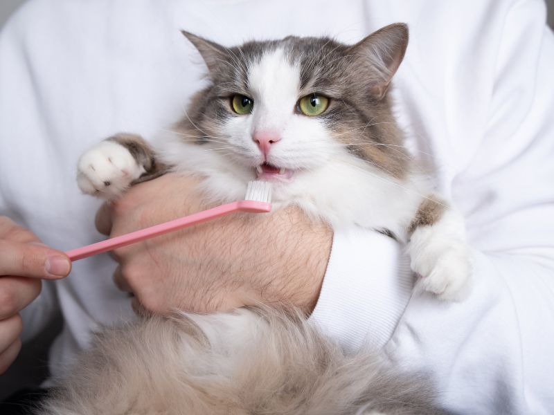 brushing-cat-teeth