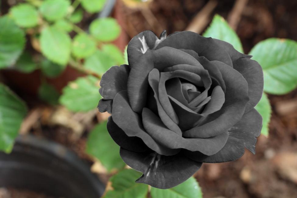 Best Flower Delivery- SnapBlooms.com