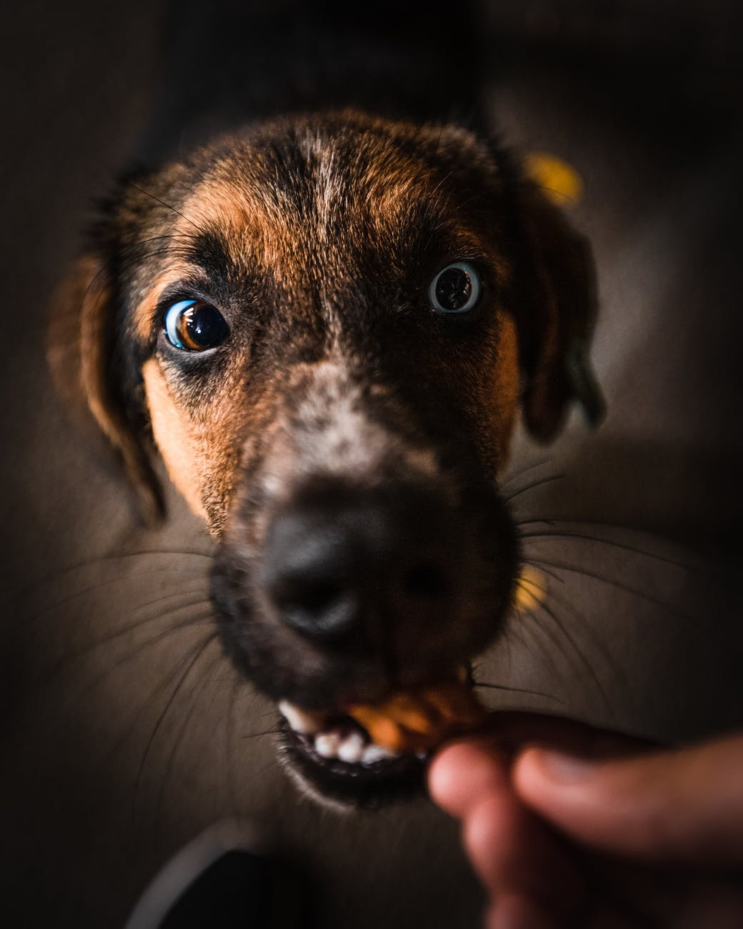 homemade dog biscuits for dogs