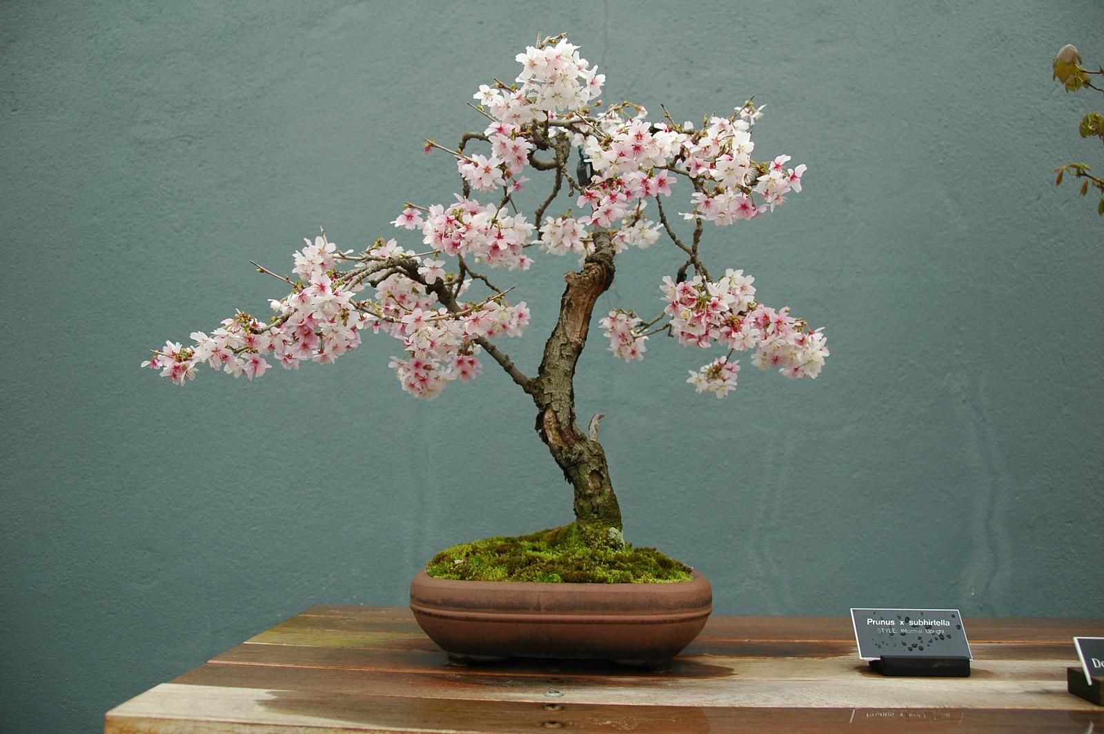 How to Grow and Care for Cherry Blossom Bonsai (Sakura Bonsai)