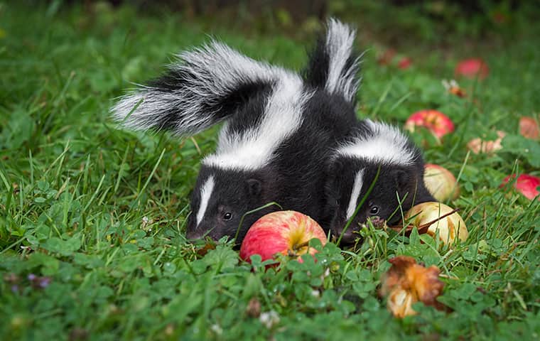 Skunks 