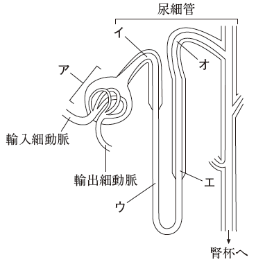 国試103回 解説110 Yaku Tik 薬学まとめました