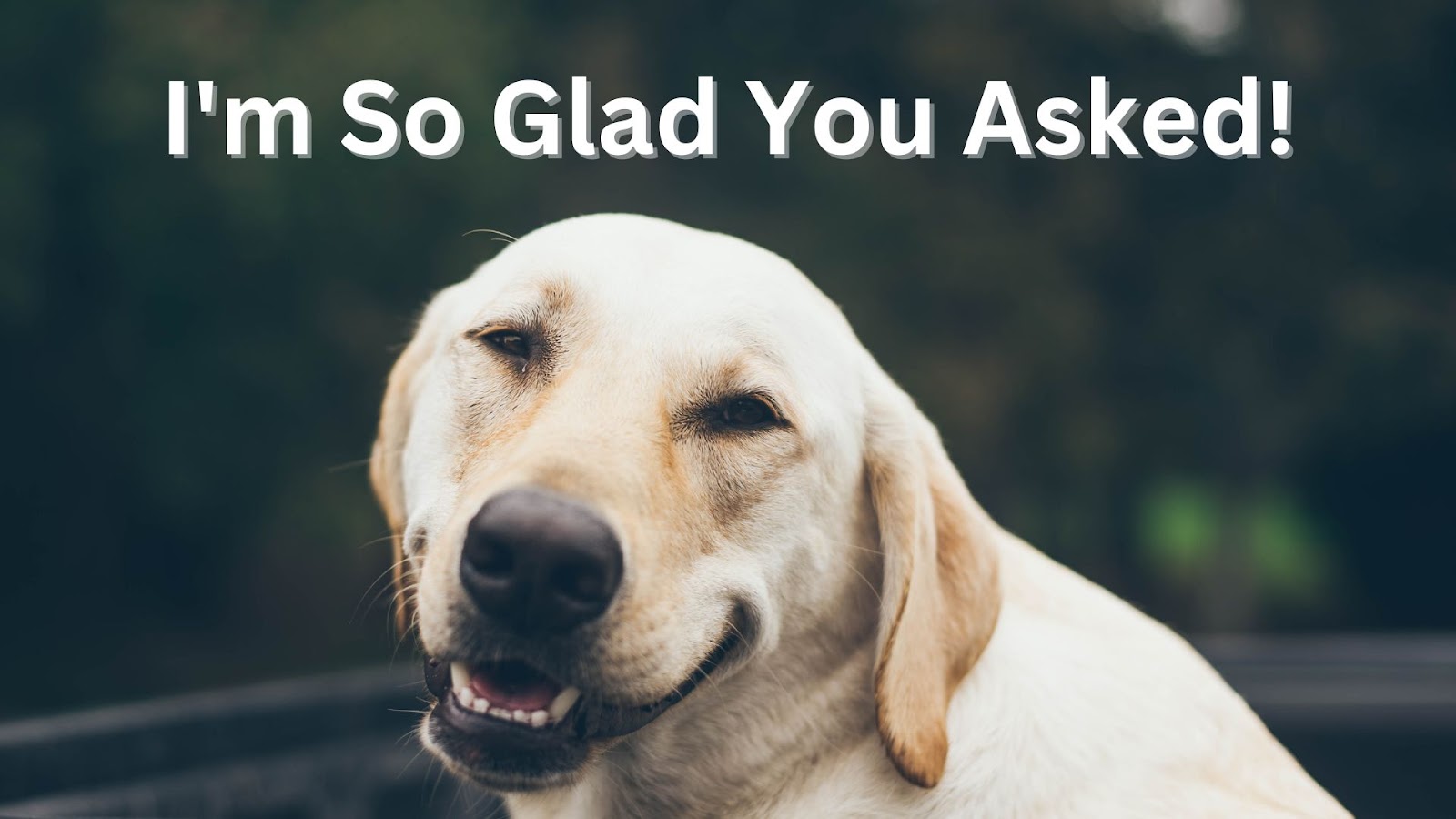 A happy dog with the words, "I'm so glad you asked!" above its head 