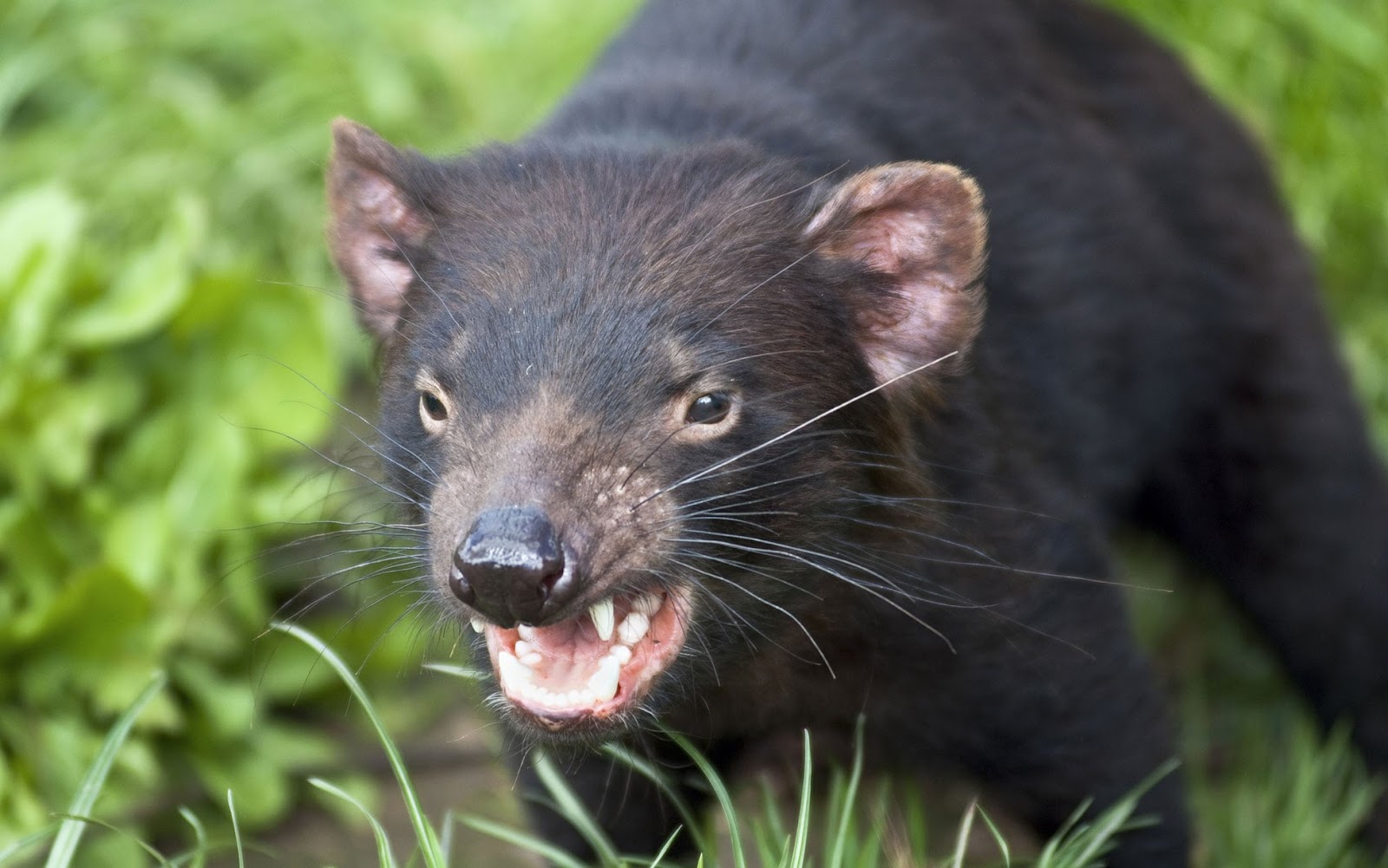 A Tasmanian devil baring its teeth in its natural habitat.