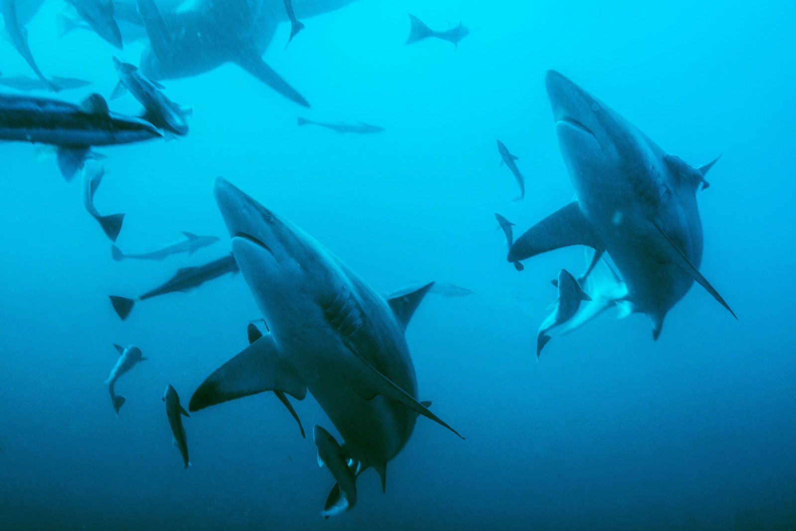 Océano-sin-oxígeno-mar-líderes-mundiales-científicos-calentamiento-global-
