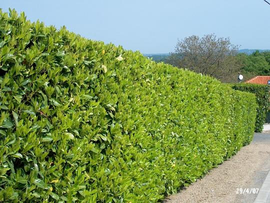 How to Plant Prunus Laurocerasus Rotundifolia