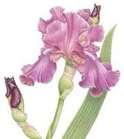 D:\0 wd yedek\acr yedek\1 film indirme\botanicheskaya_illyustraciya2_files\image080.jpg