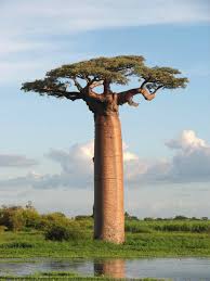 Description: Adansonia grandidieri .jpg