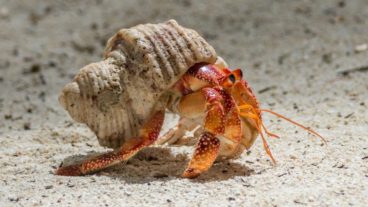 Do Hermit Crabs Make Noise