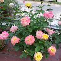Chuyên bán các loại hoa hồng leo, hồng đứng đủ màu, cây hương thảo, hoa lạ đẹp - 9