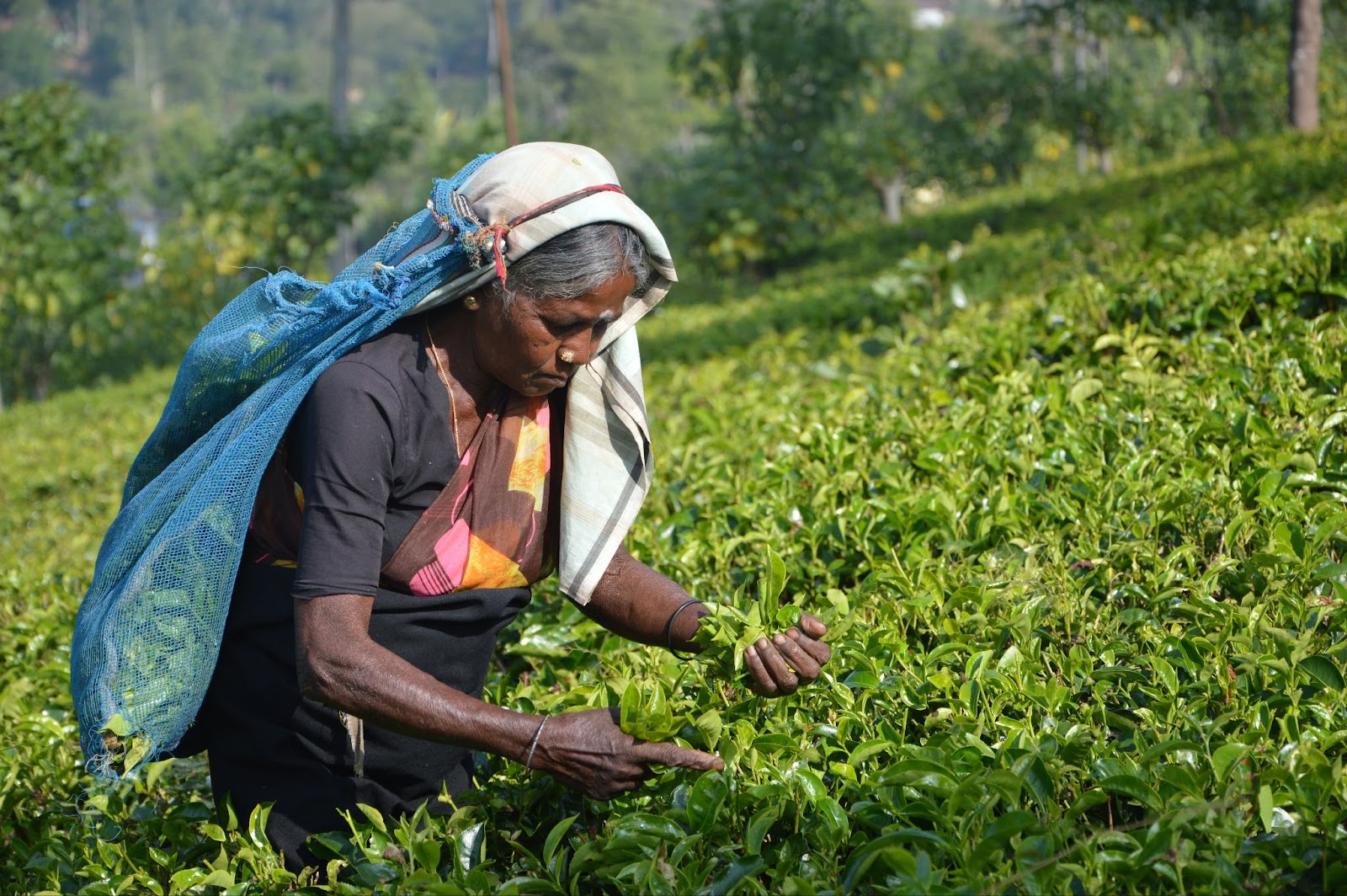 Mulher do Sri Lanka a apanhar folhas de chá