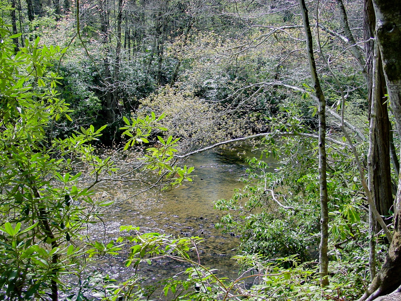 A mountain stream is shaded by many trees. 