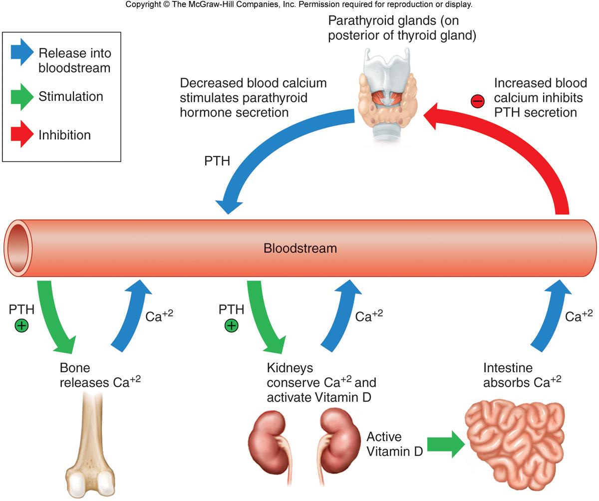 Endocrine System Pictures | Chandler Physical Therapy