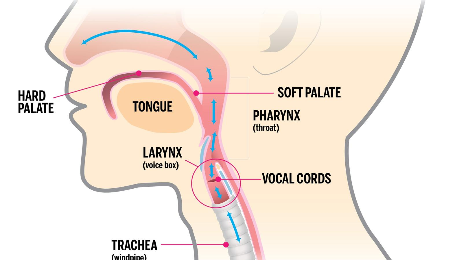 Vocal hygiene - anatomy of the larynx