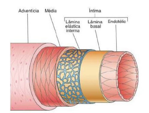 sistema circulatório: vasos sanguineos