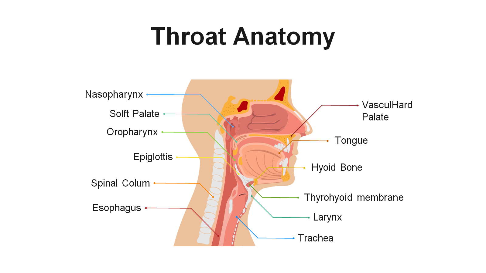 A anatomia da garganta explicou