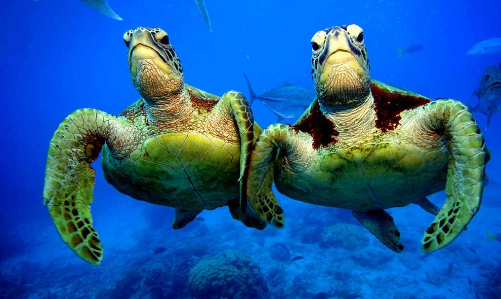 Las tortugas verdes en la Gran Barrera de Coral