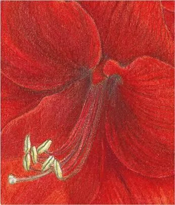 D:\0 wd yedek\acr yedek\1 film indirme\botanicheskaya_illyustraciya2_files\image191.jpg