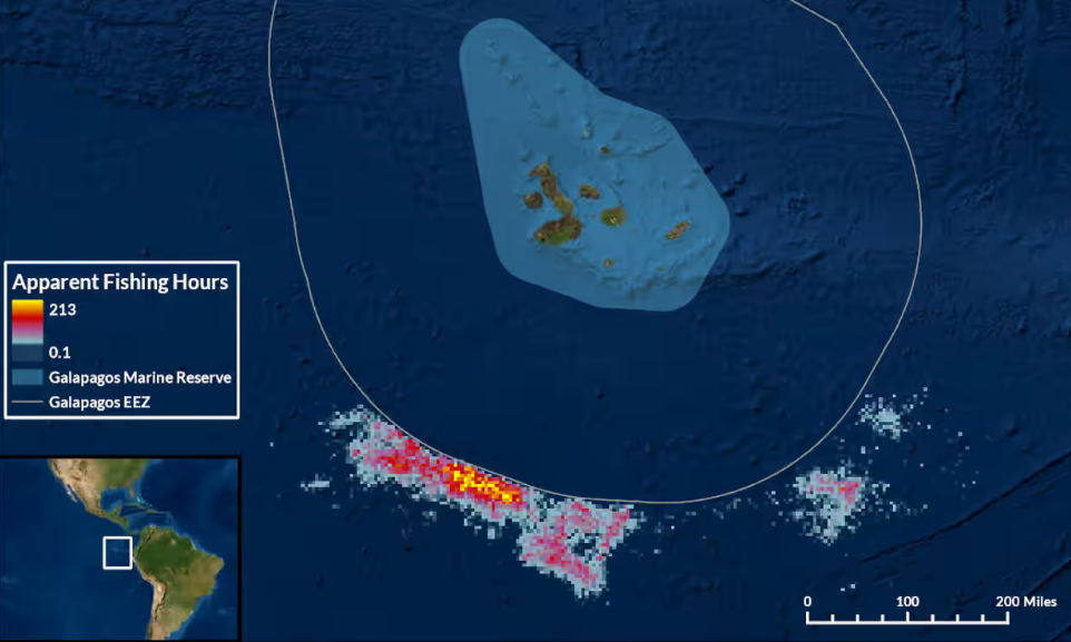 Des images satellite montrent des navires à proximité de la zone d'exclusion autour des Galápagos. Près de 300 navires chinois ont été vus entre juillet et août. Photographie : Oceana