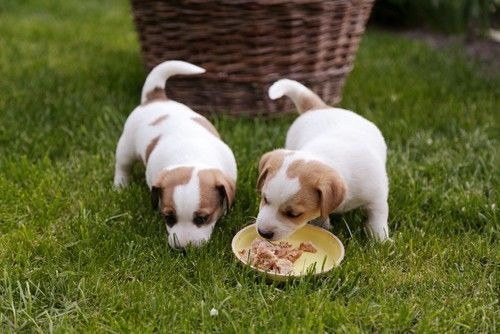 Cachorro comiendo el tipo correcto de alimentos con nutrientes cruciales como calcio, hierro y otros nutrientes esenciales.