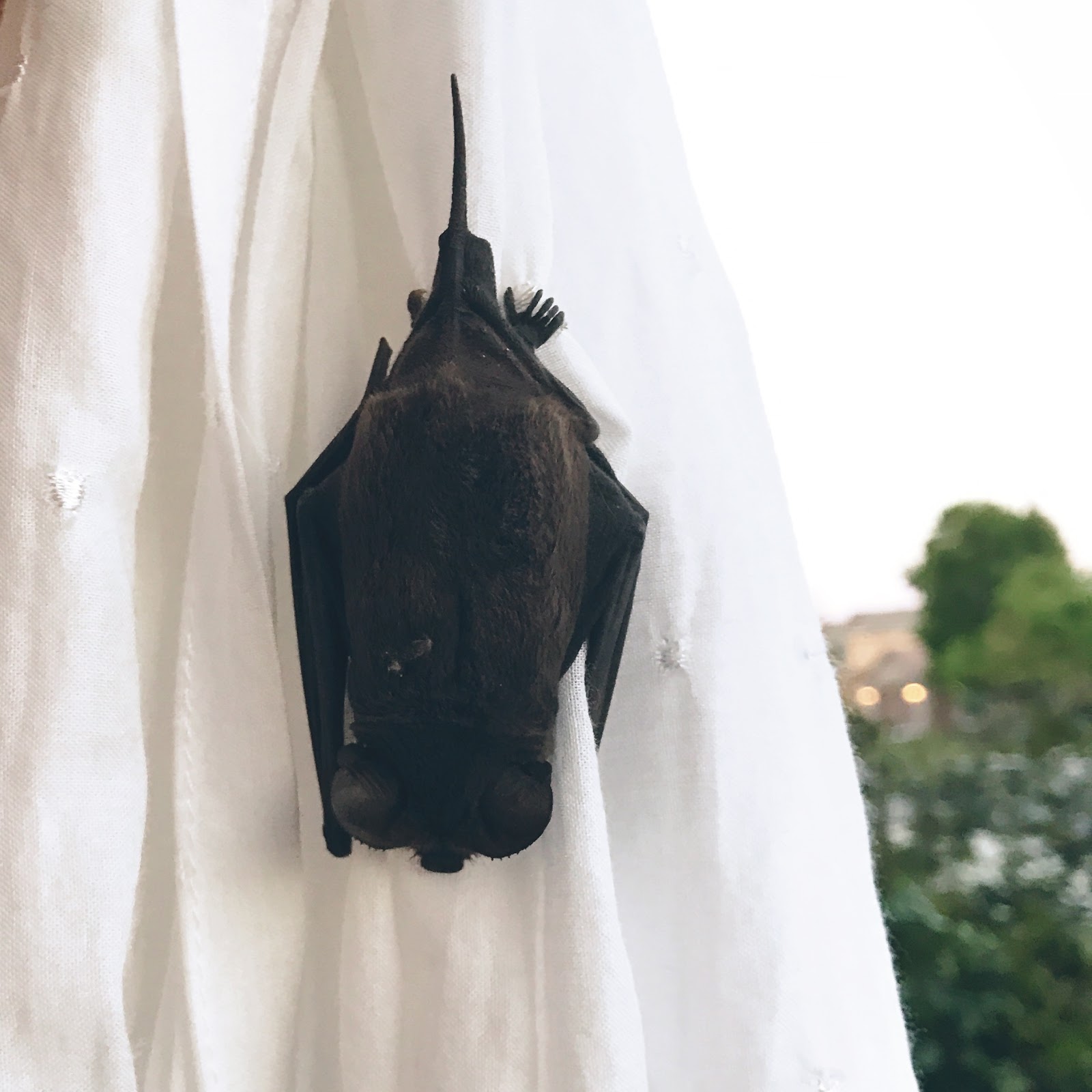 I Don't Know About You, But I Prefer My Salad Without Dead Bats | Ravishly