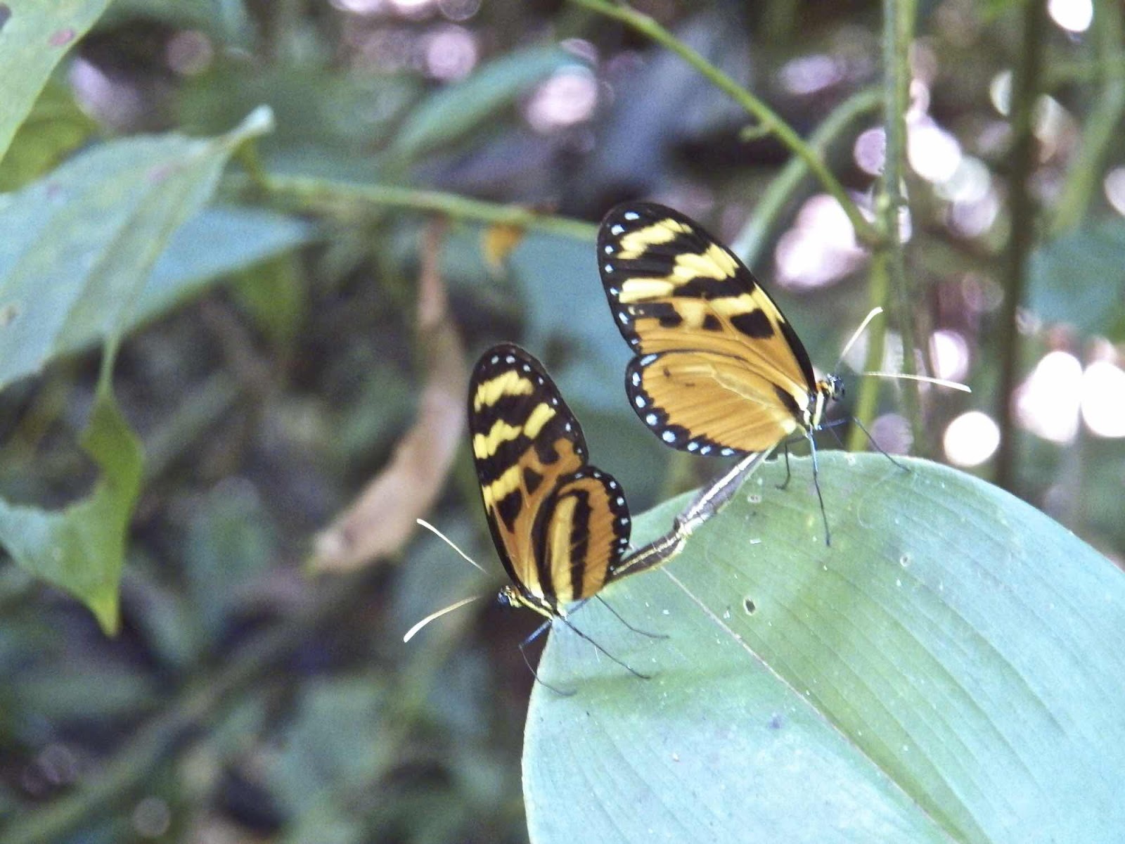 Butterflies, Nicuesa, Costa Rica