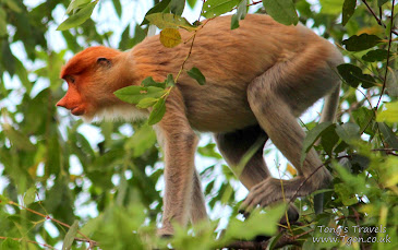 Proboscis Monkey