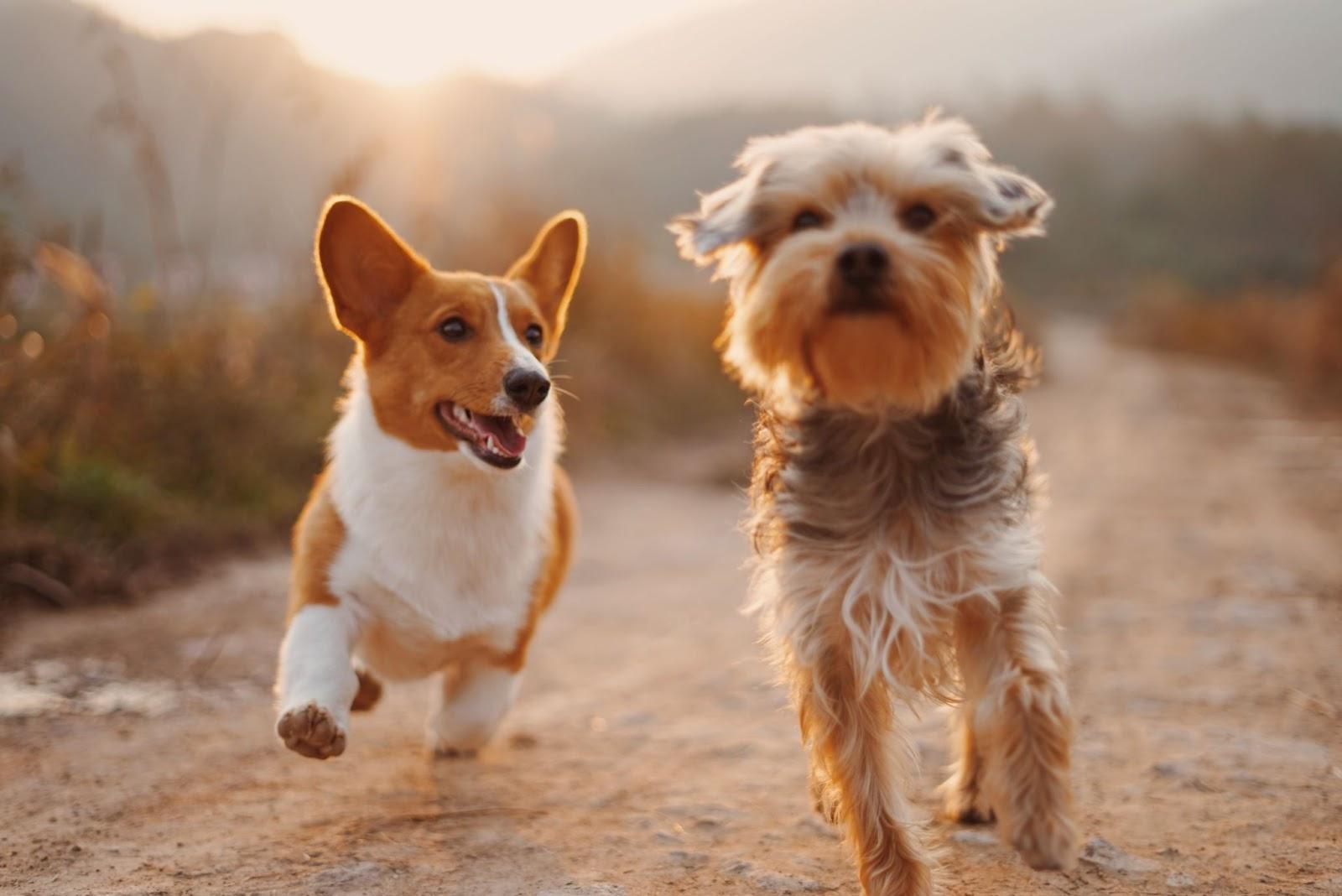 2 dogs running on a dirt track