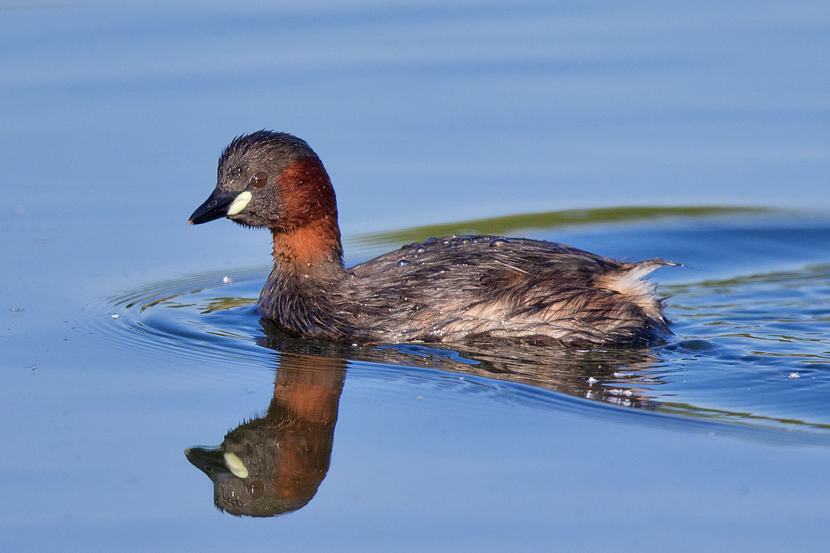 Little_grebe_Zwergtaucher.jpg