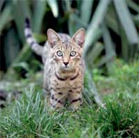 In wild cat populations, oral inflammation could threaten the health and even the survival of individuals