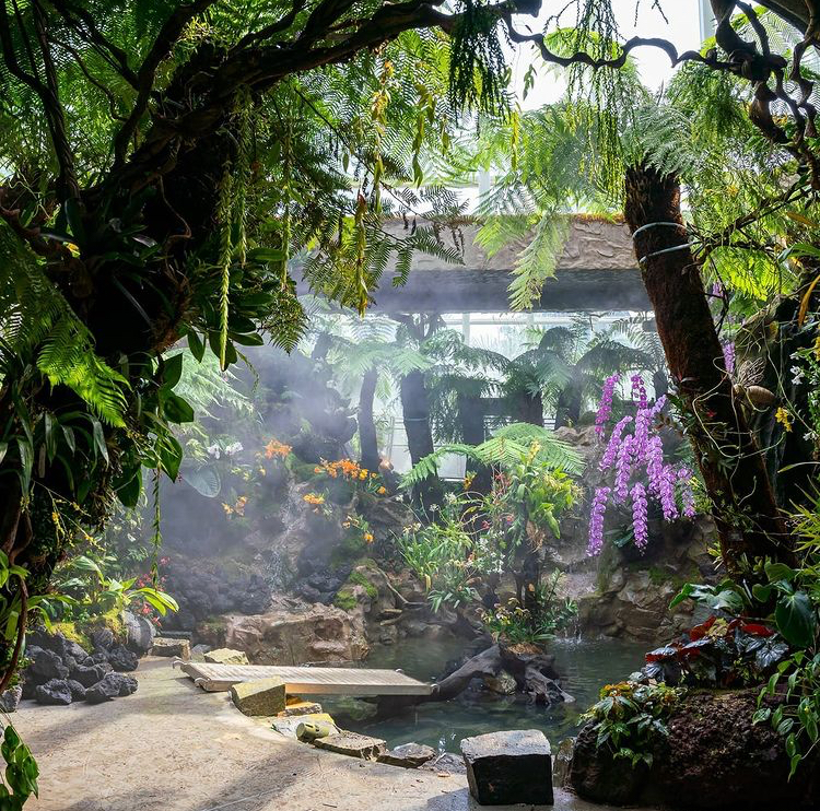 National Orchid Garden Tropical Montane Orchidetum