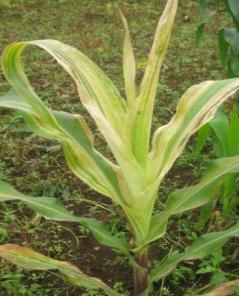 https://www.plantwise.org/knowledgebank/factsheetadmin/uploads/factsheets/55CB7223-0D97-4998-BBF3-09E9CFCE5FCF.JPG