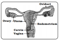 OMTEX CLASSES: Describe the human female reproductive system.