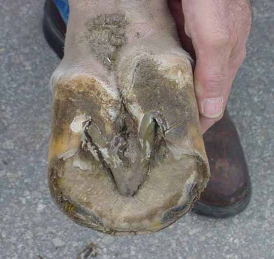 Plantar view of a sheared heel. Note the fissure at the base of the frog.
