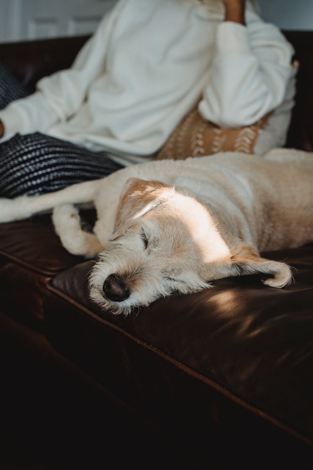 Hund pinkelt auf den Teppich – wie reinigen? – Kopp & Kluepfel