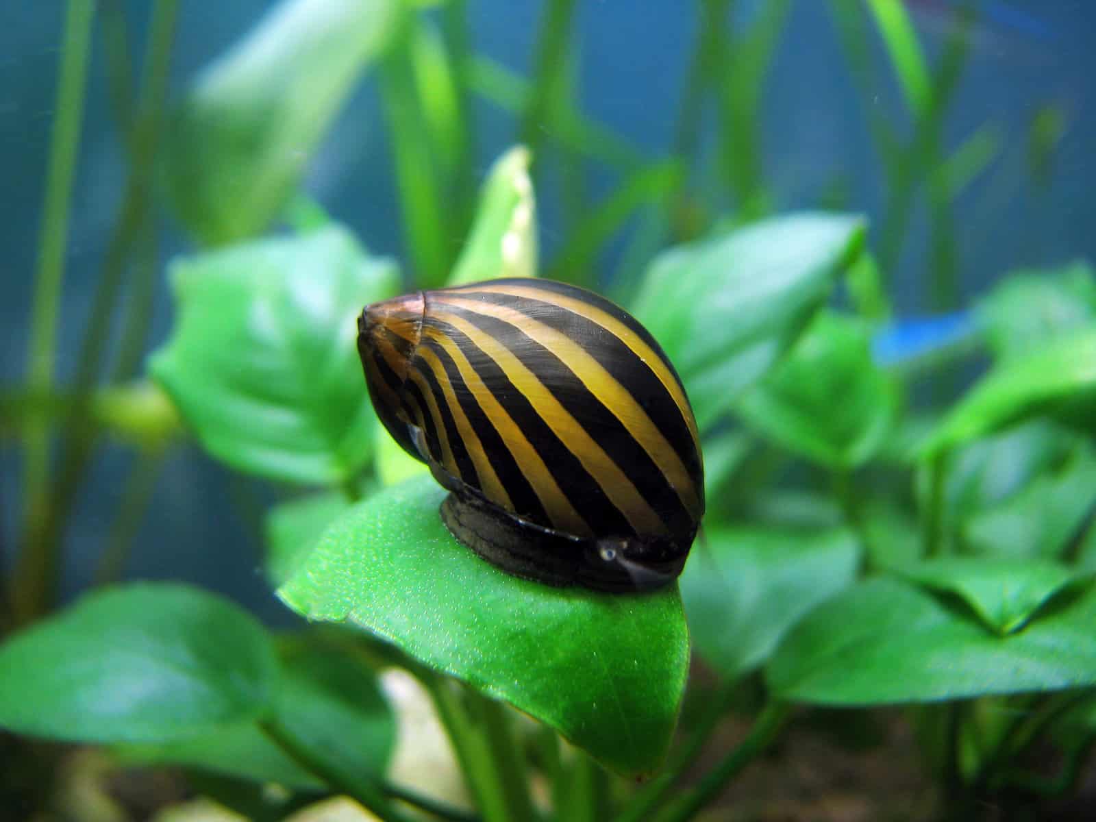 How To Breed Nerite Snails