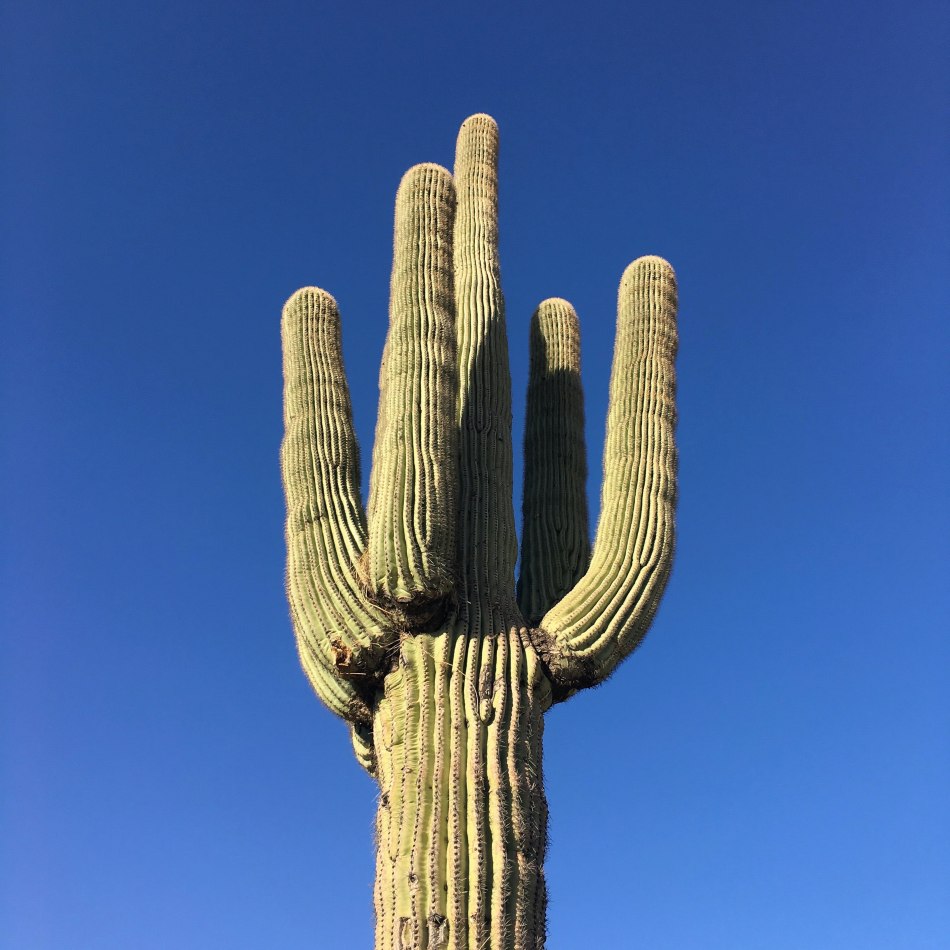 1. Saguaro