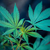 Sky Marijuana Shop Review