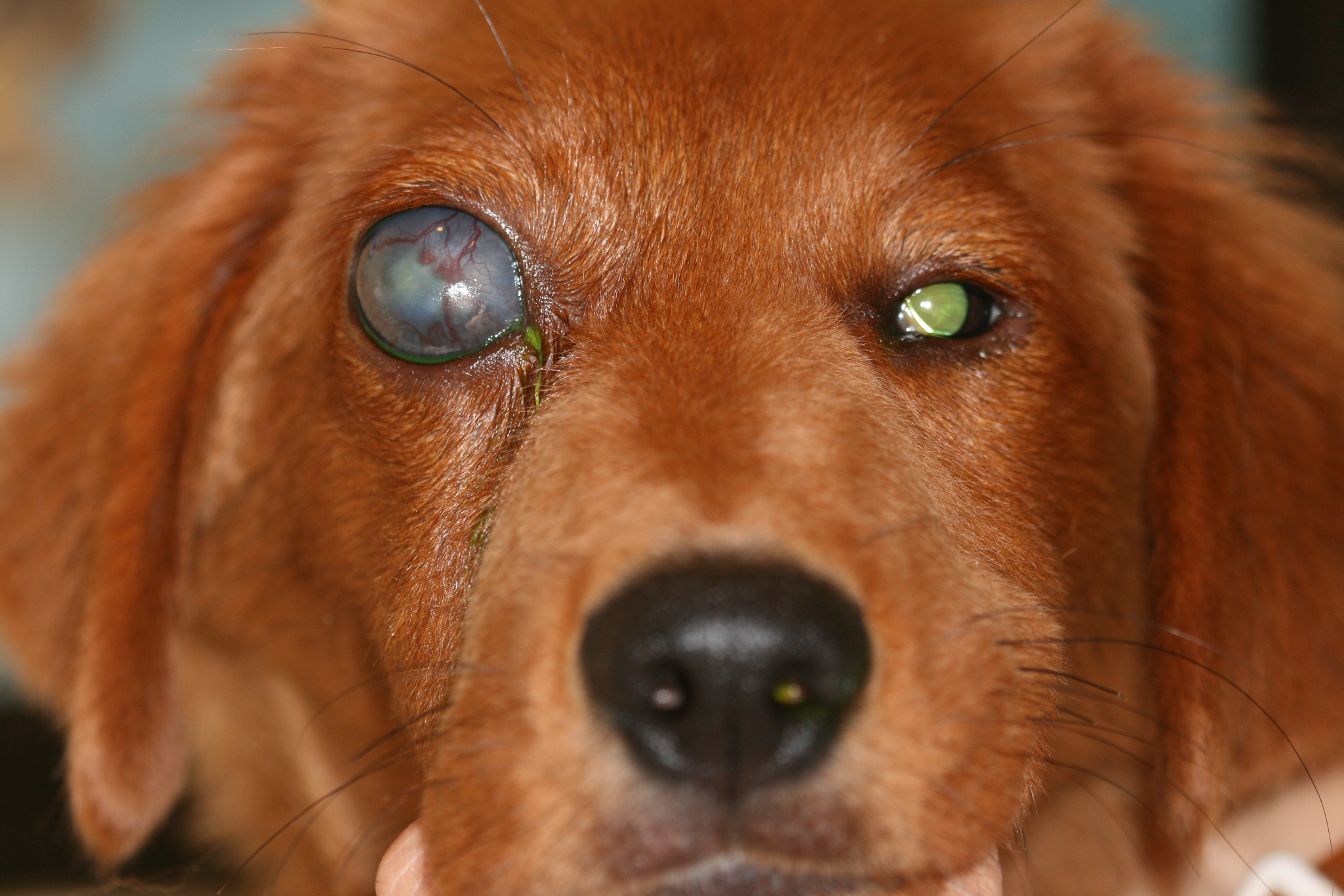 Enlarged eye in a dog