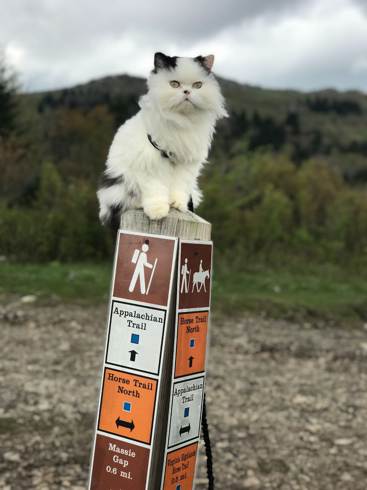 A cat on the Appalachian trail